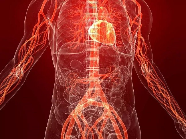 Human body Blood circulation and heart attack